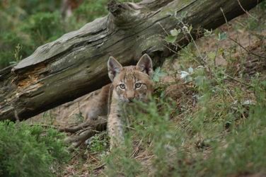 junger Luchs